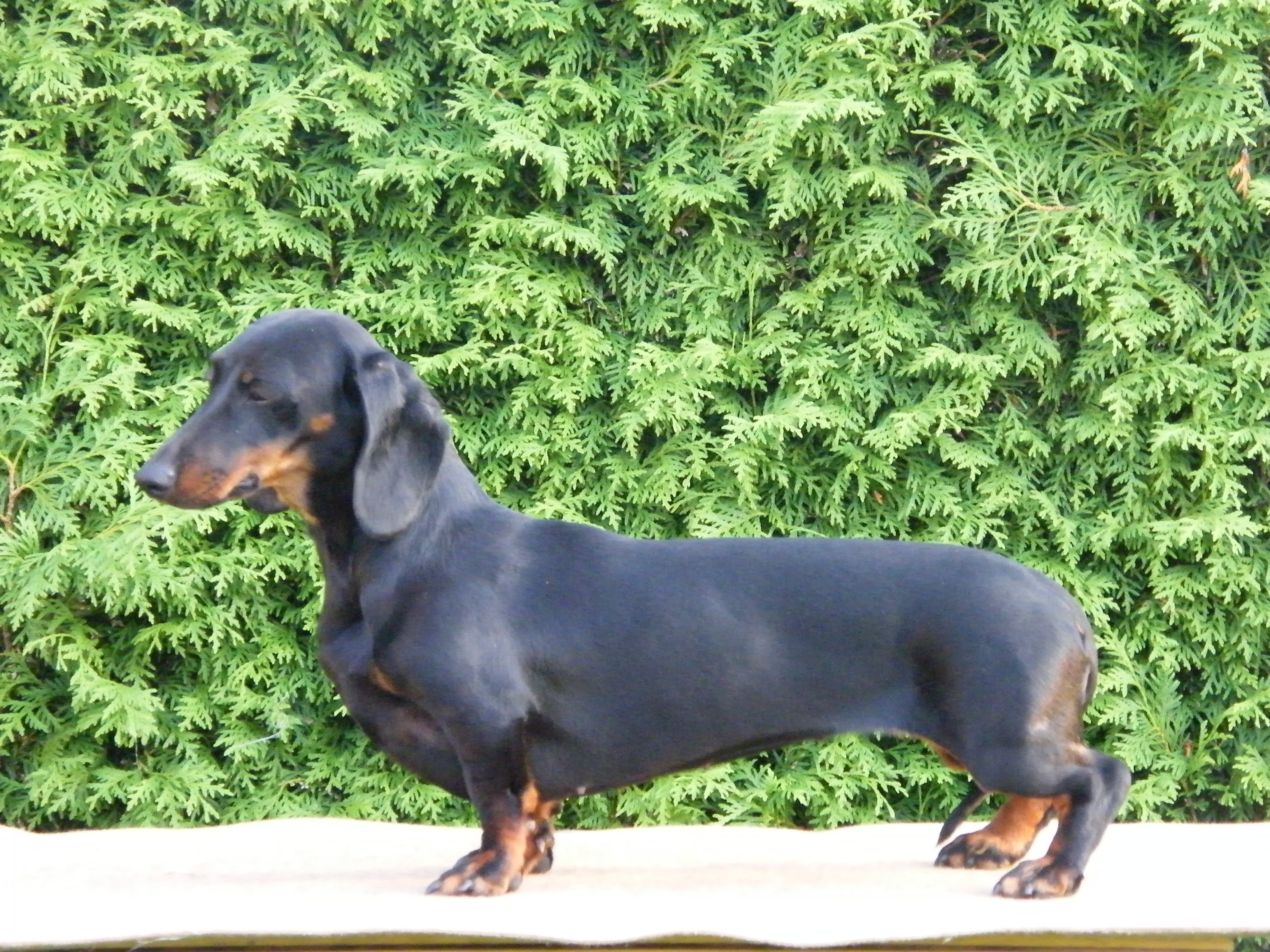 Jessy 