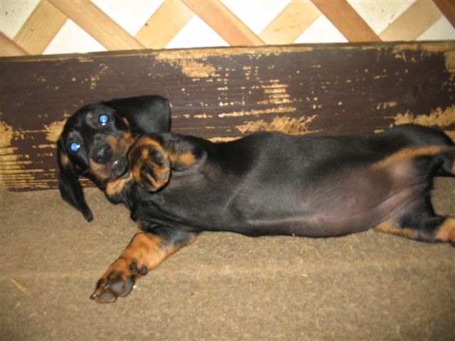 Jessy 005.jpg