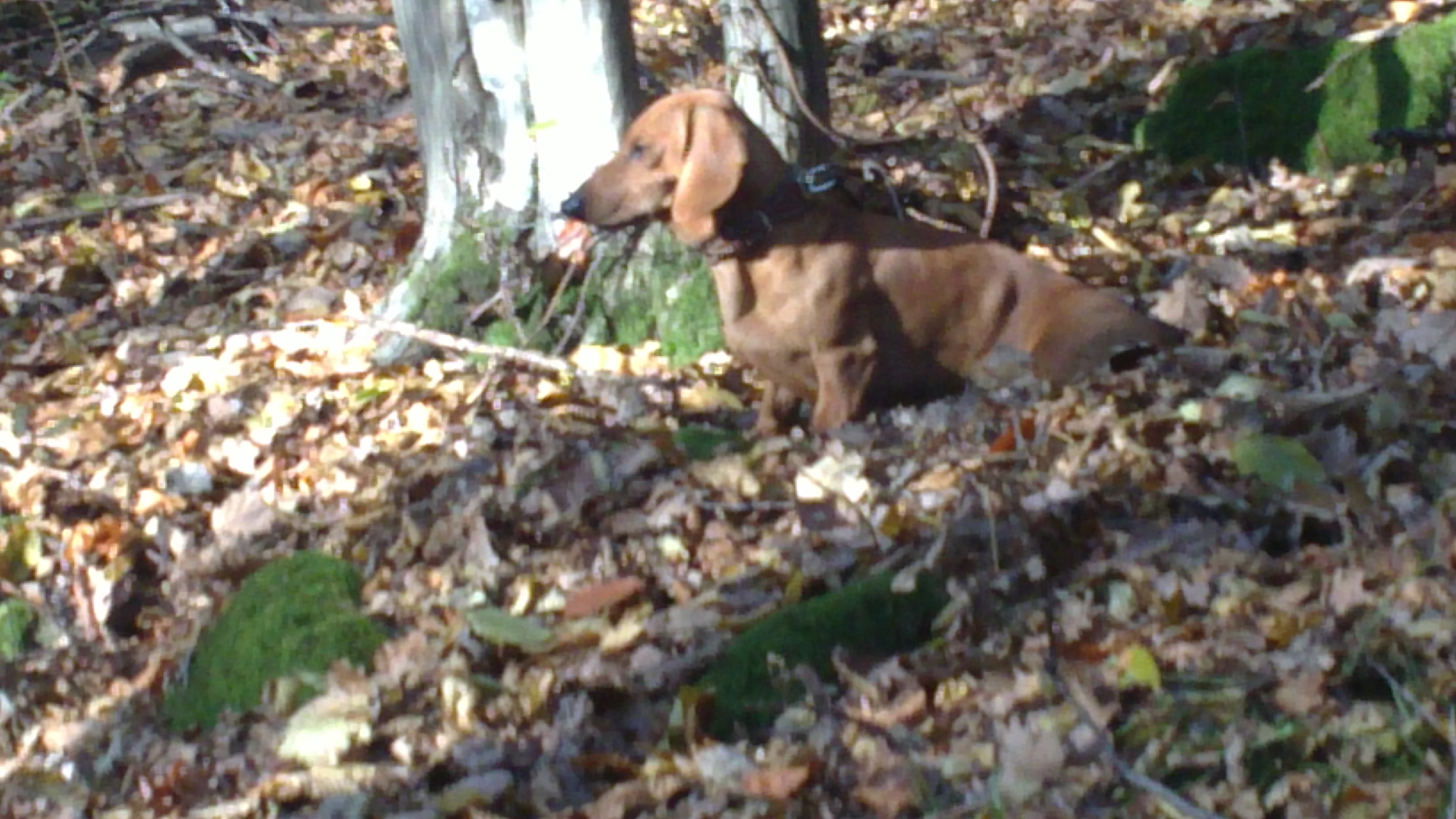 Hauk 01112010016.JPG