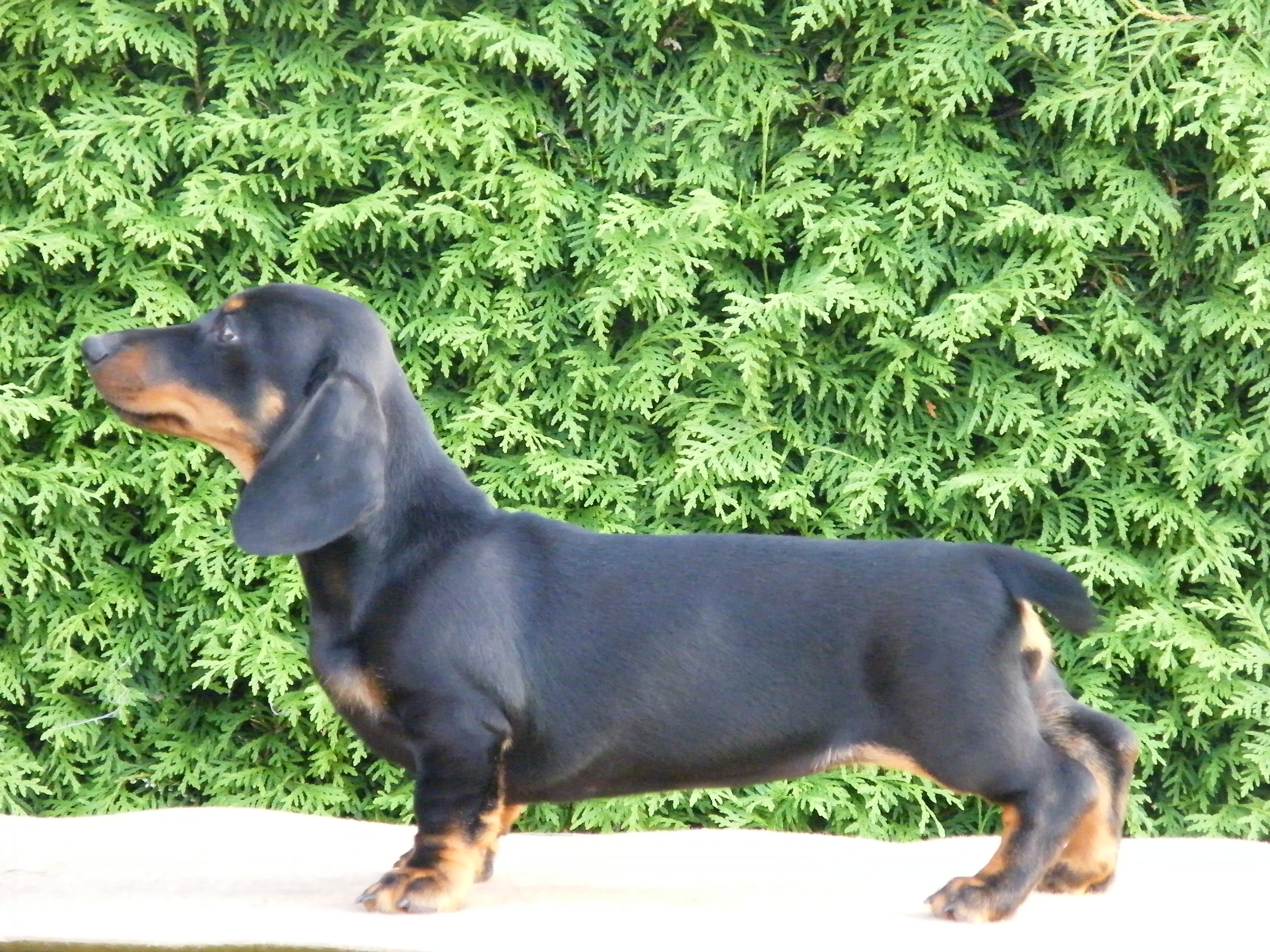Magie 592.jpg