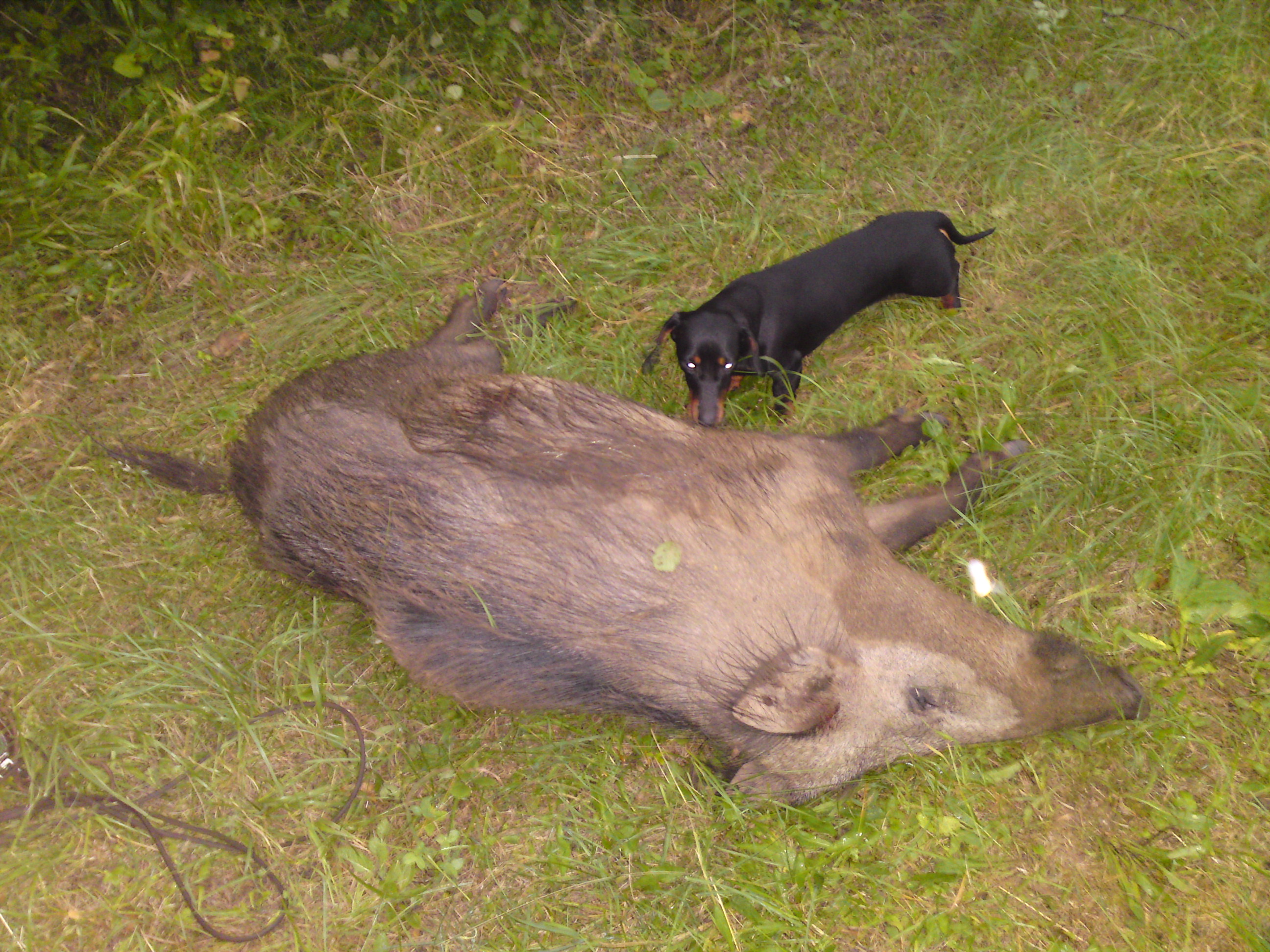 Magie 007.jpg